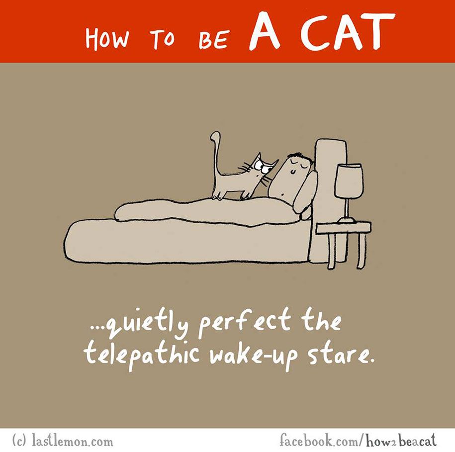 smiješna-ilustracija-vodič-kako-biti-mačka-Lisa-Swerling-Ralph-Lazar-20