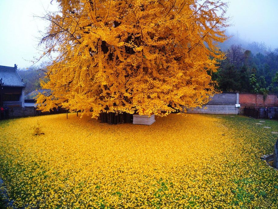 žlté listy-1400-ročný-ginko-strom-gu-guanyin-budhistický-chrám-čína-1