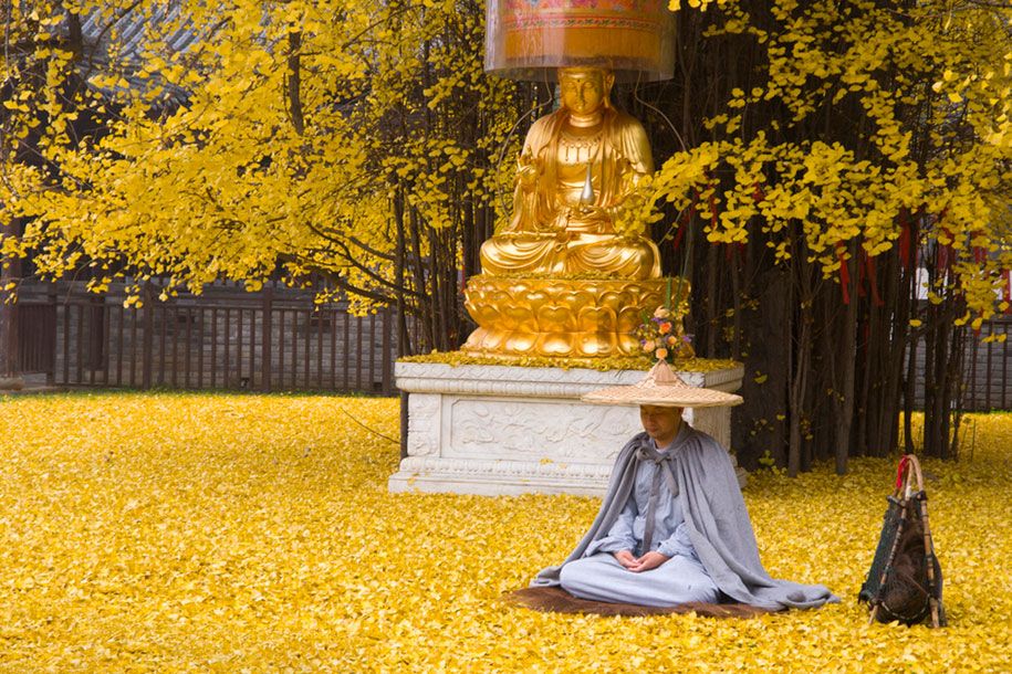 žlté listy-1400-ročný-ginko-strom-gu-guanyin-budhistický-chrám-čína-3