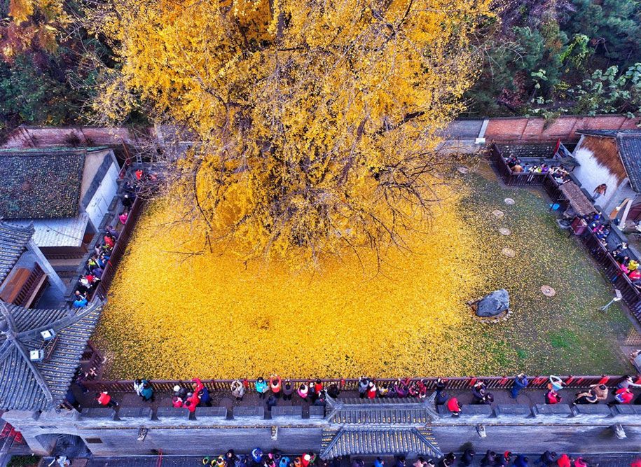 žlté listy-1400-ročný-ginko-strom-gu-guanyin-budhistický-chrám-čína-5