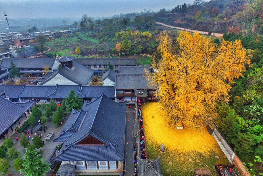 žlté listy-1400-ročný-ginko-strom-gu-guanyin-budhistický-chrám-čína-2