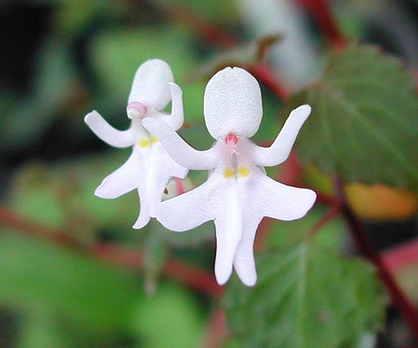 Blumen sehen aus wie etwas anderes Orchideen-Pareidolie-30