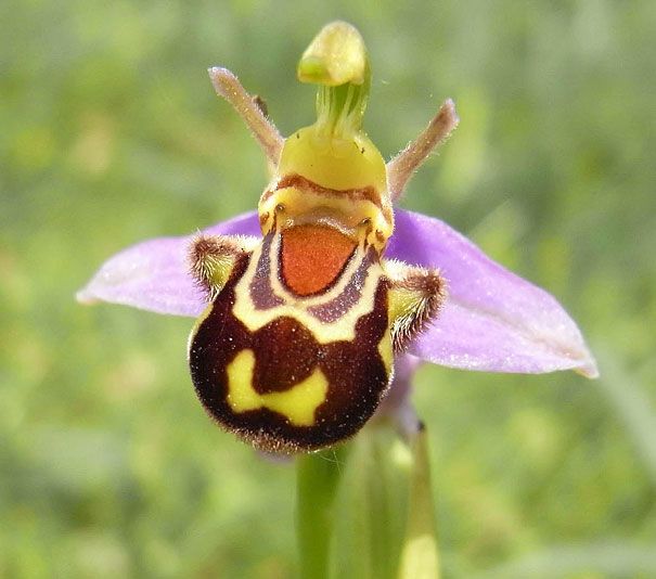 Blumen sehen aus wie etwas anderes Orchideen-Pareidolie-13