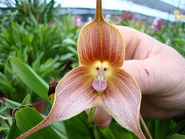 Blumen sehen aus wie etwas anderes Orchideen-Pareidolie-6