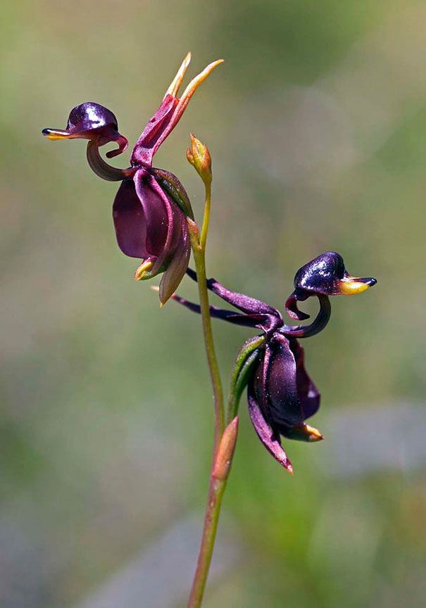 Blumen sehen aus wie etwas anderes Orchideen-Pareidolie-24