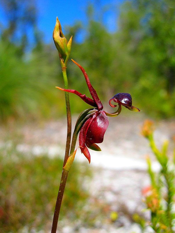 Blumen sehen aus wie etwas anderes Orchideen-Pareidolie-25