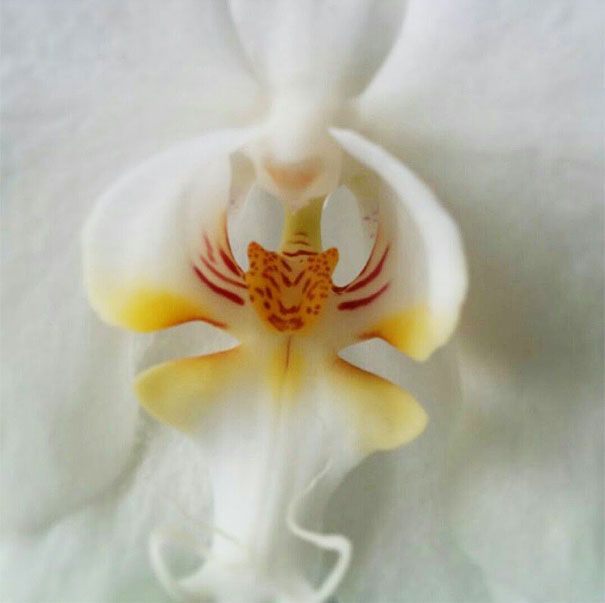 Blumen sehen aus wie etwas anderes Orchideen-Pareidolie-35