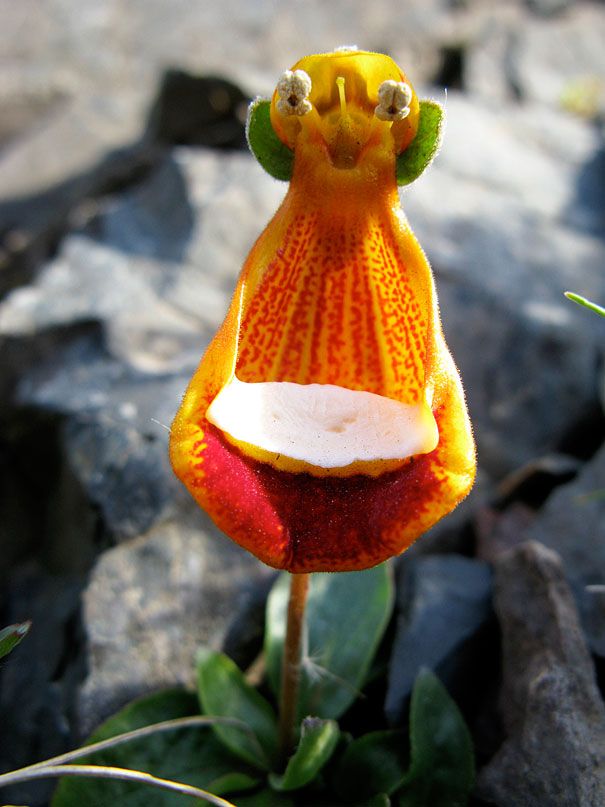 Blumen sehen aus wie etwas anderes Orchideen-Pareidolie-1