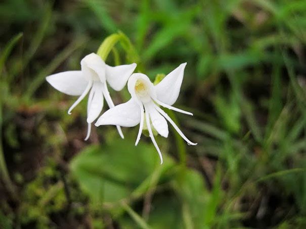 Blumen sehen aus wie etwas anderes Orchideen-Pareidolie-23