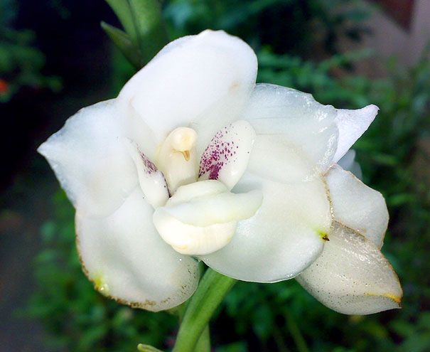 Blumen sehen aus wie etwas anderes Orchideen-Pareidolie-11