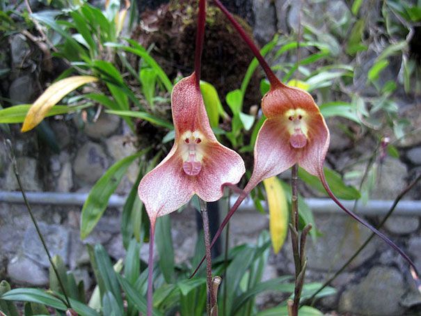 Blumen sehen aus wie etwas anderes Orchideen-Pareidolie-5