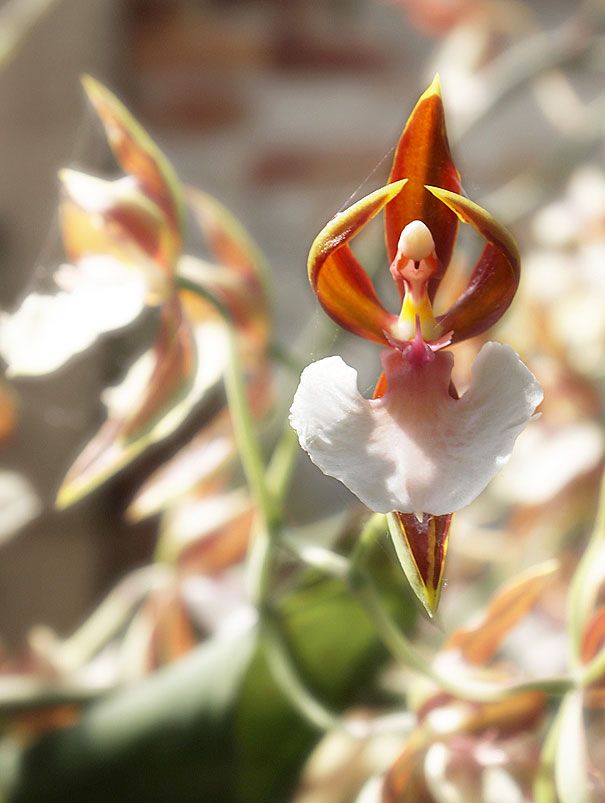 Blumen sehen aus wie etwas anderes Orchideen-Pareidolie-31