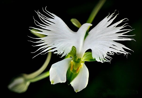 Blumen sehen aus wie etwas anderes Orchideen-Pareidolie-26