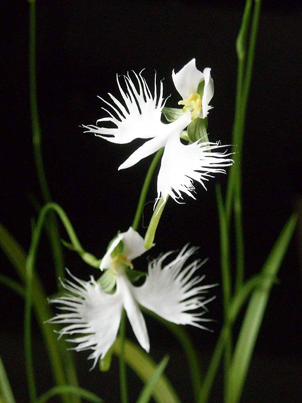 Blumen sehen aus wie etwas anderes Orchideen-Pareidolie-27