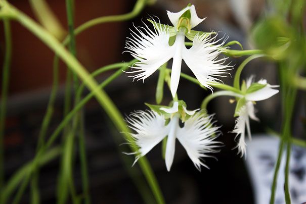 Blumen sehen aus wie etwas anderes Orchideen-Pareidolie-28