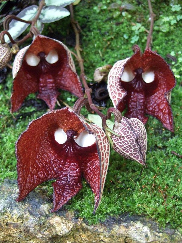 Blumen sehen aus wie etwas anderes Orchideen-Pareidolie-33