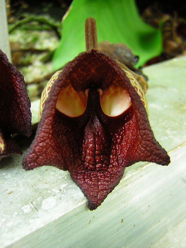 Blumen sehen aus wie etwas anderes Orchideen-Pareidolie-34