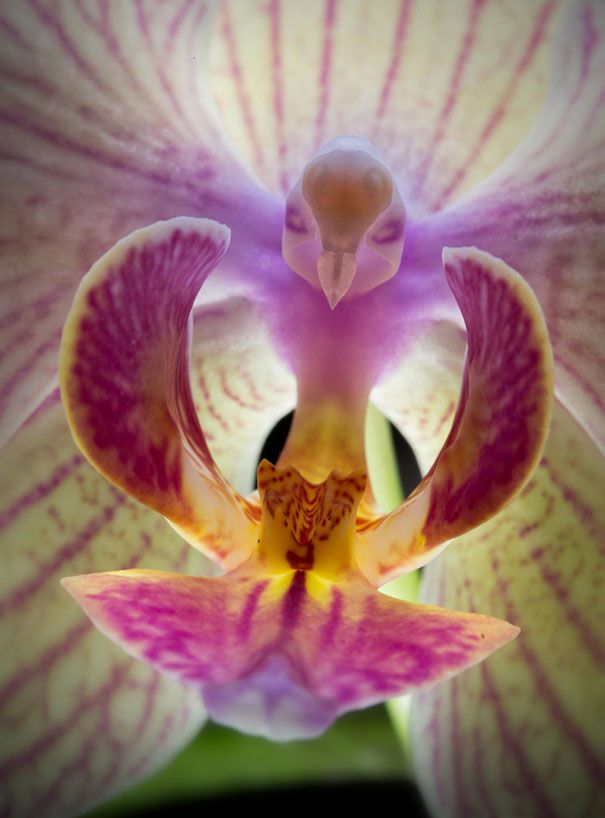 Blumen sehen aus wie etwas anderes Orchideen-Pareidolie-7