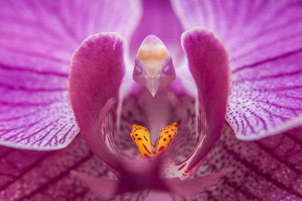 Blumen sehen aus wie etwas anderes Orchideen-Pareidolie-8