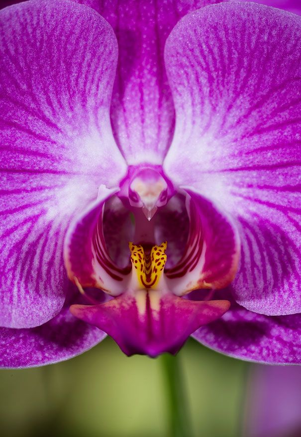 Blumen sehen aus wie etwas anderes Orchideen-Pareidolie-9