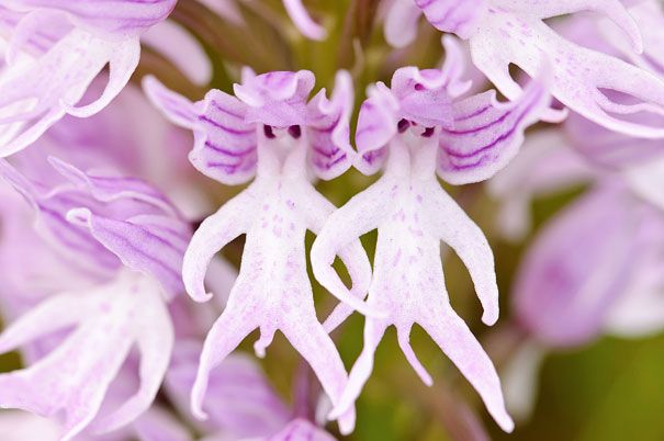 Blumen sehen aus wie etwas anderes Orchideen-Pareidolie-15