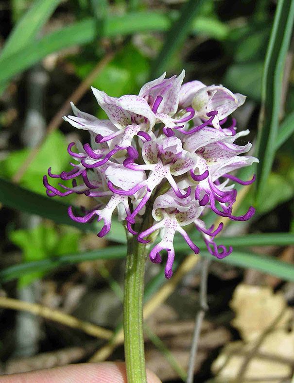Blumen sehen aus wie etwas anderes Orchideen-Pareidolie-16