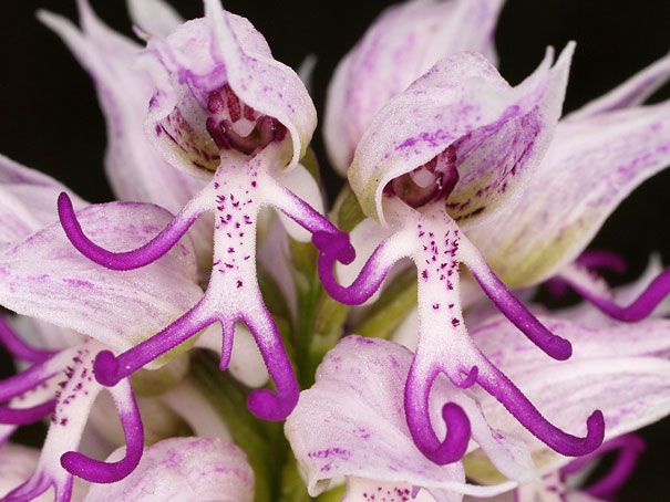 Blumen sehen aus wie etwas anderes Orchideen-Pareidolie-17