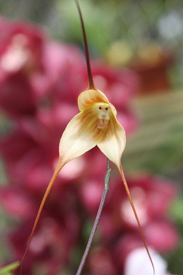 Blumen sehen aus wie etwas anderes Orchideen-Pareidolie-4