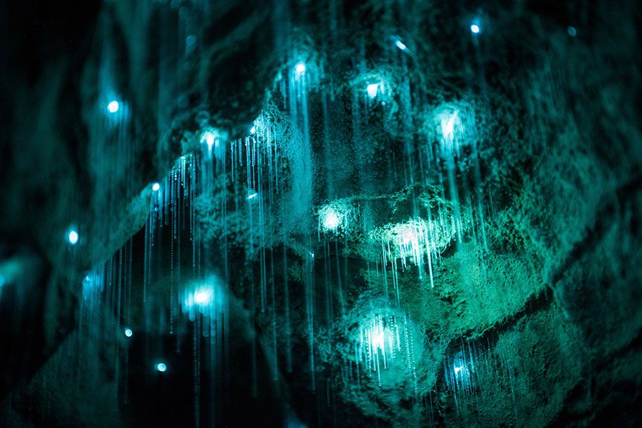 светлячки-известняковые пещеры-шон-джефферс-красивая-новая-зеландия-1