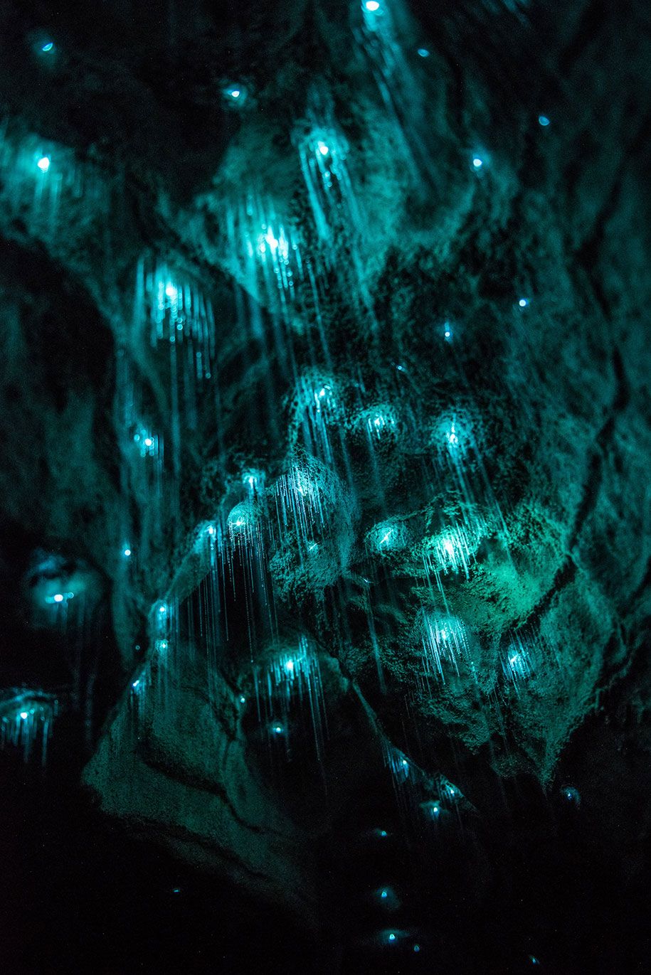 चमक-कीड़े-चूना पत्थर की गुफाओं-शॉन-Jeffers-सुंदर-न्यूजीलैंड-5