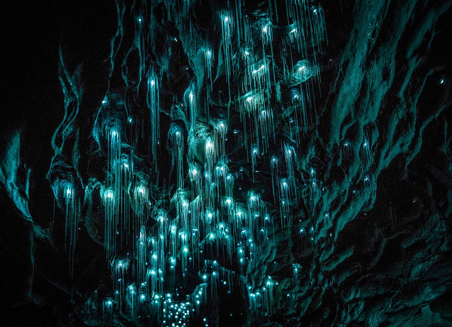 Glühwürmchen-Kalkstein-Höhlen-Shaun-Jeffers-schöne-Neuseeland-2