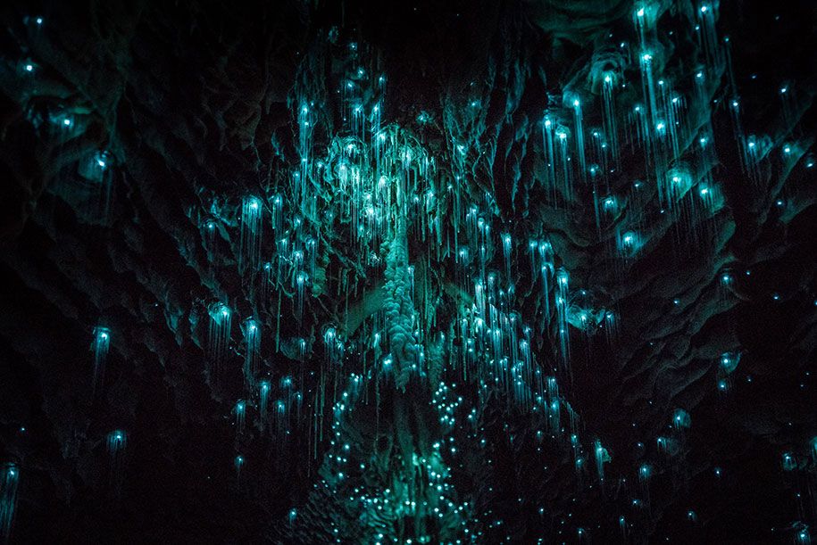сјајни црви-кречњаци-пећине-Шон-Џеферс-прелепи-Нови Зеланд-4