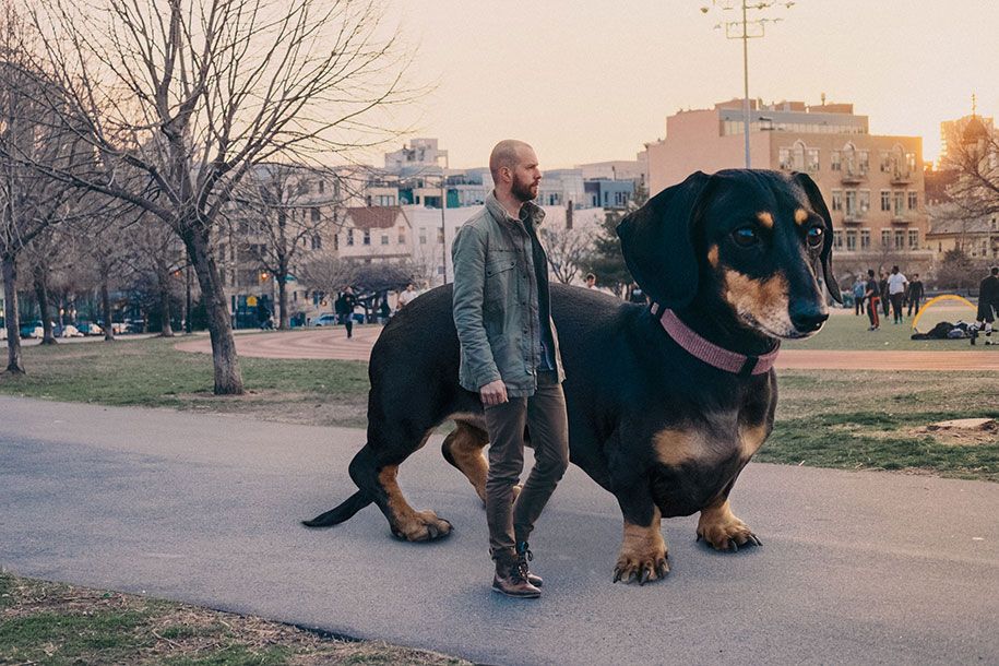 vivian-dachshund-giant-wiener-dog-photoshop-mitch-boyer-3