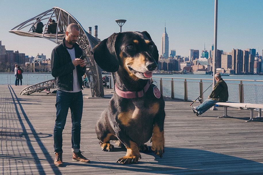 vivian-dachshund-giant-wiener-dog-photoshop-mitch-boyer-4