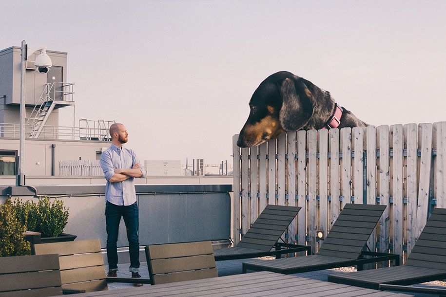 vivian-dachshund-гигант-wiener-dog-photoshop-mitch-boyer-1