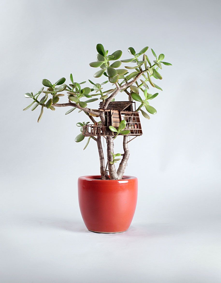مصغرة-بيت الشجرة-نباتات منزلية-جيدديا-كوروين-فولتز -17