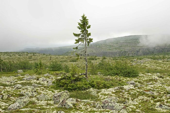 Welten-ältester-Baum-9500-jähriger-Tjikko-Schweden-5