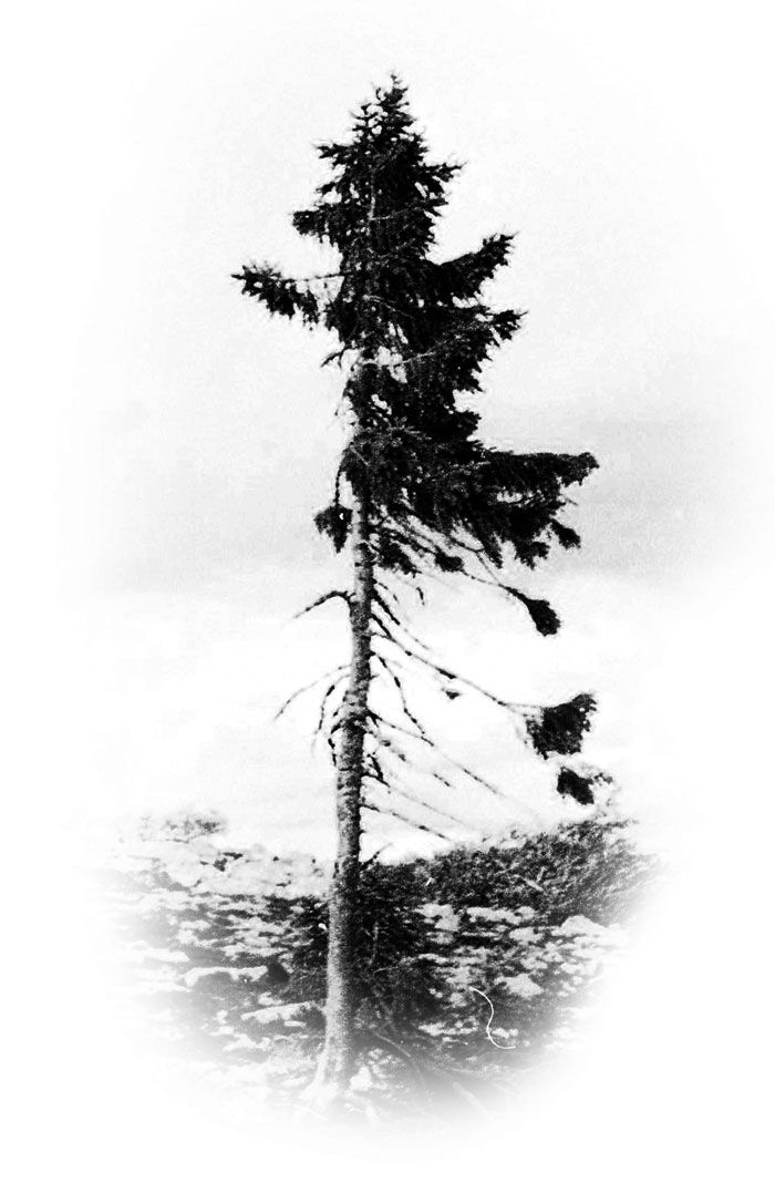 Welten-ältester-Baum-9500-jähriger-Tjikko-Schweden-1