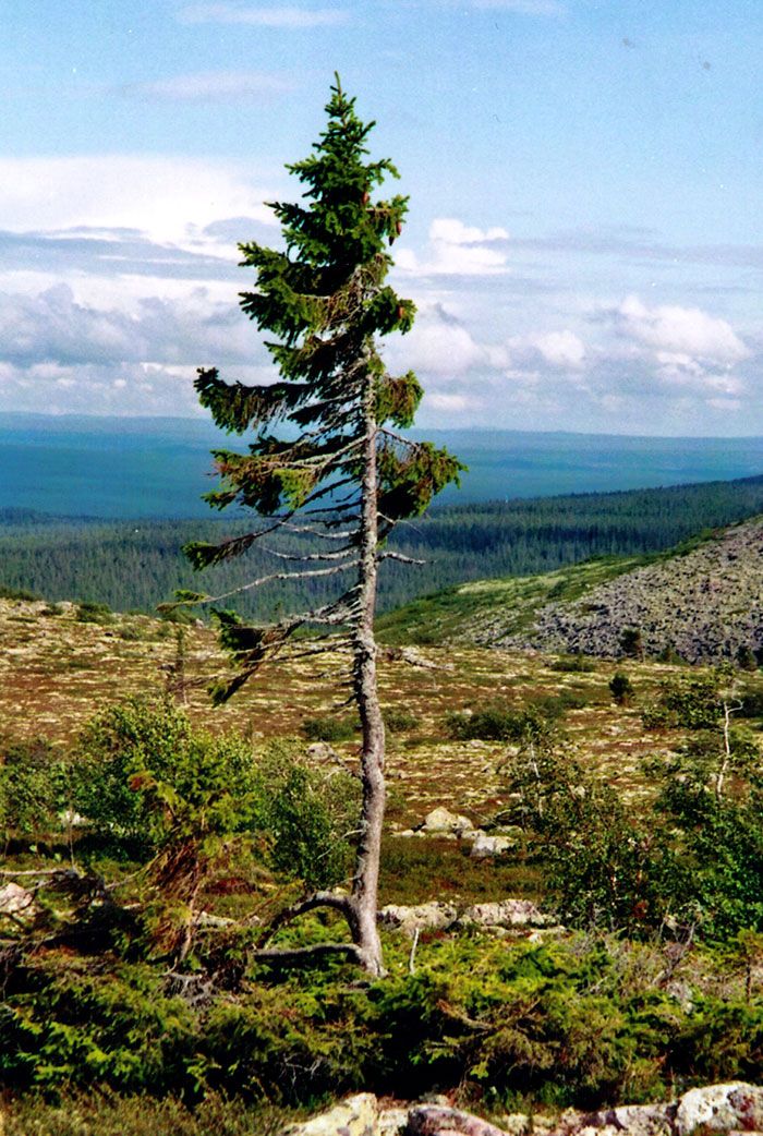 worlds-oldest-tree-9500-old-tjikko-sweden-4