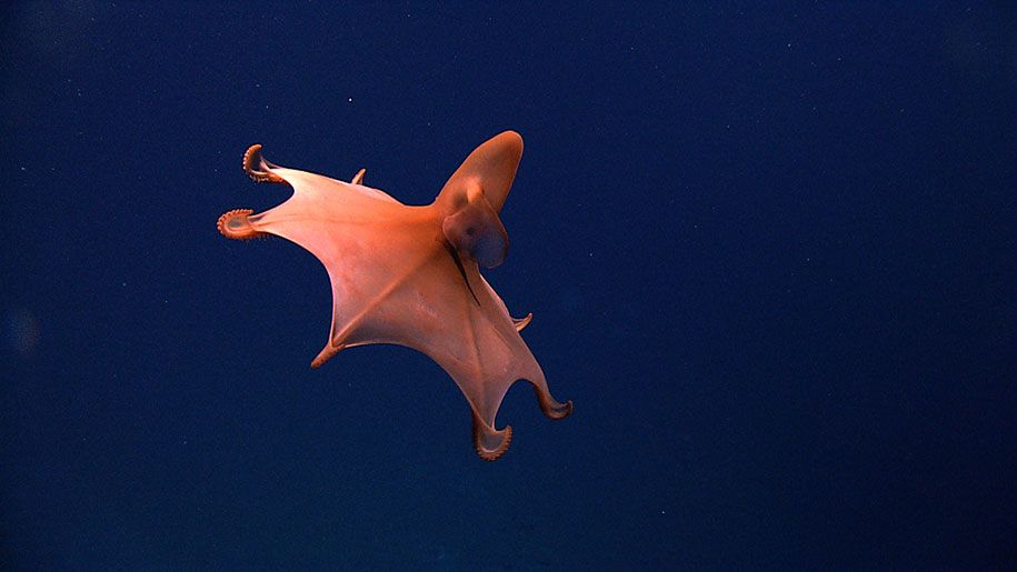 新種-深海-生き物-プエルトリコ海溝-19