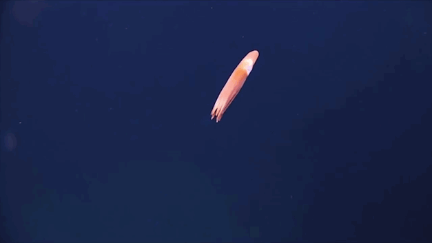 新種-深海-生き物-プエルトリコ海溝-12