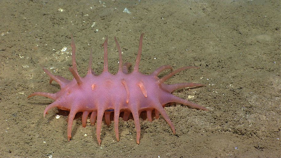 新種-深海-生き物-プエルトリコ-海溝-8