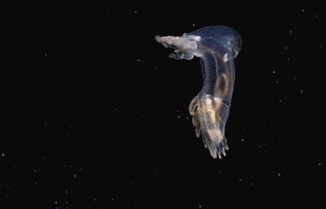新種-深海-生き物-プエルトリコ海溝-15