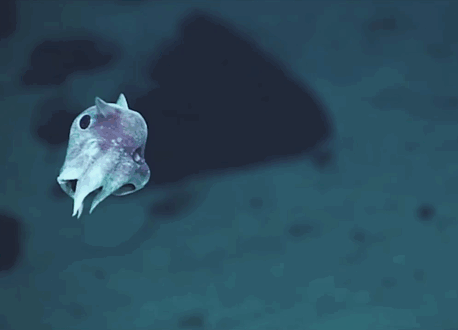 新種-深海-生き物-プエルトリコ海溝-9