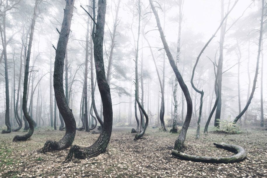 příroda-fotografování-zkroucené-stromy-křivý-les-kilian-schonberger-6