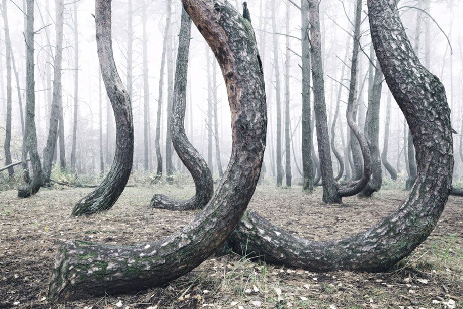 fotografia przyrodnicza-poskręcane-drzewa-krzywy-las-kilian-schonberger-3