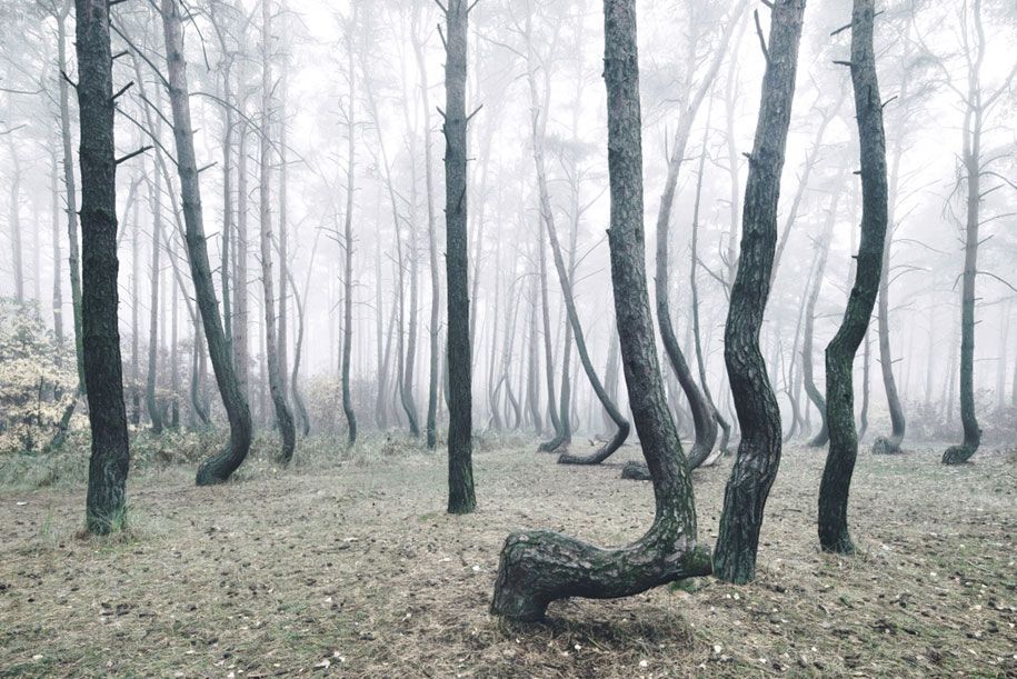 نوعیت کی فوٹو گرافی - بٹی ہوئی درختوں - ٹیڑھی جنگلات-کلوئان - شونبرجر -1