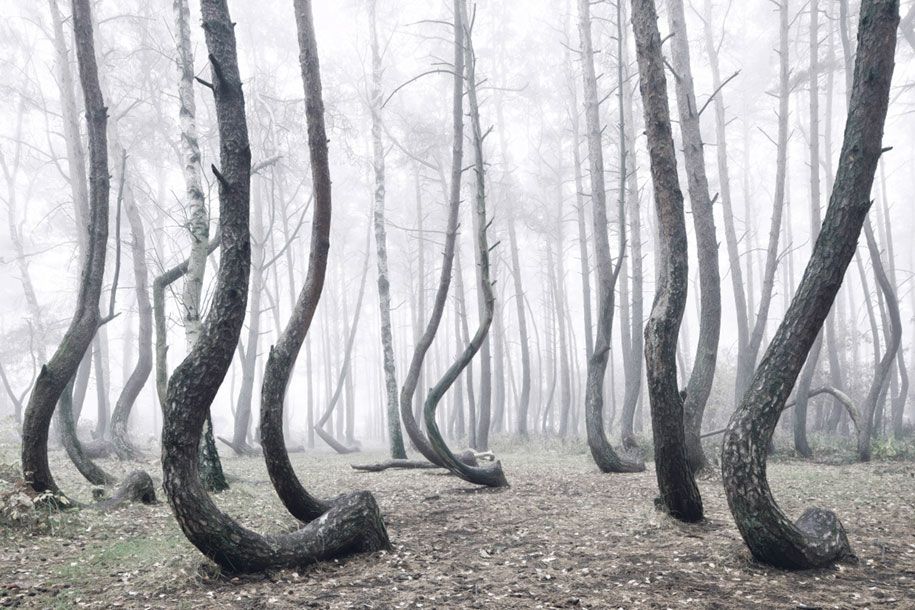 природа-фотография-усукани-дървета-крива-гора-килиан-шонбергер-7