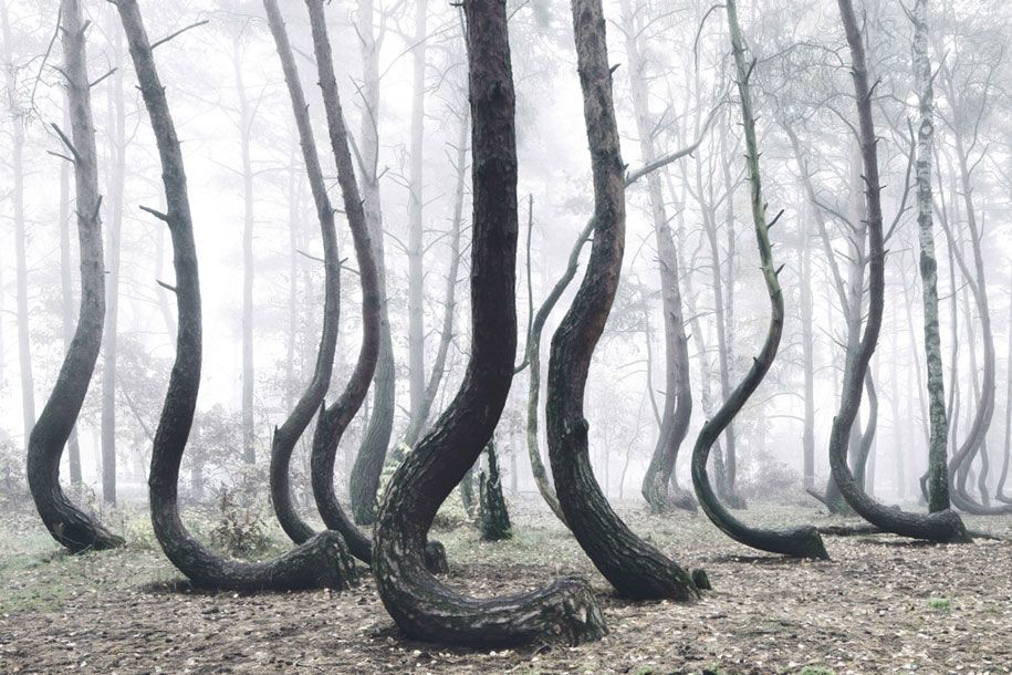 صور الطبيعة الملتوية الأشجار الملتوية الغابة كيليان شونبيرجر 4