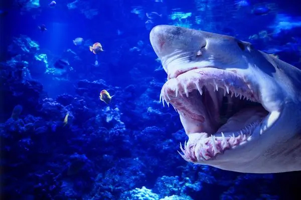 78027807 Steven Spielbergs Jaws fyller 45: Hvorfor Bruce the Fake Shark legger til skrekk